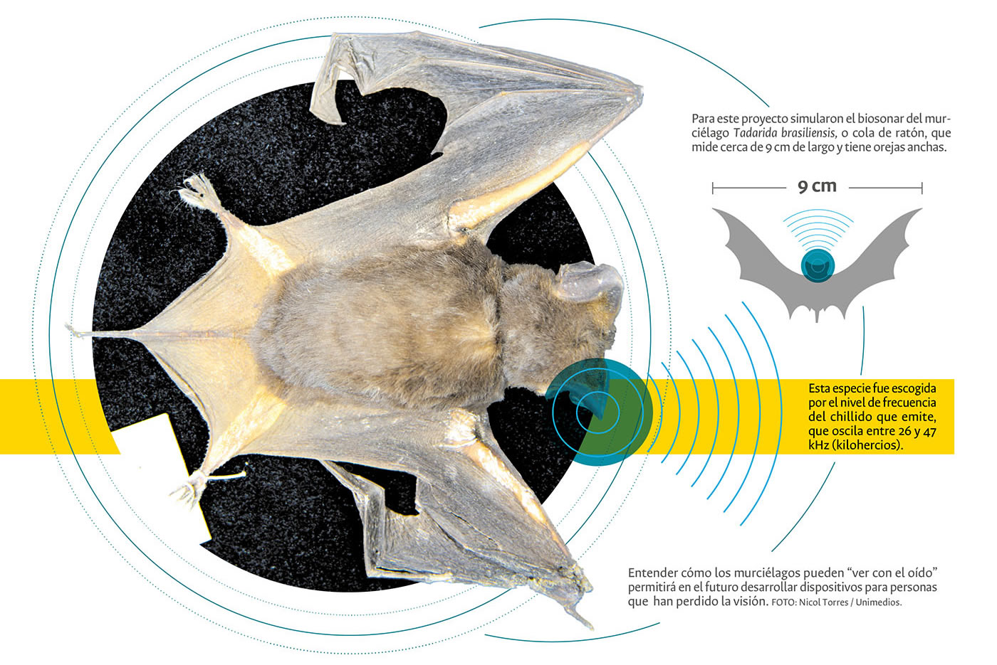 El “chillido” de los murciélagos y su poderoso potencial